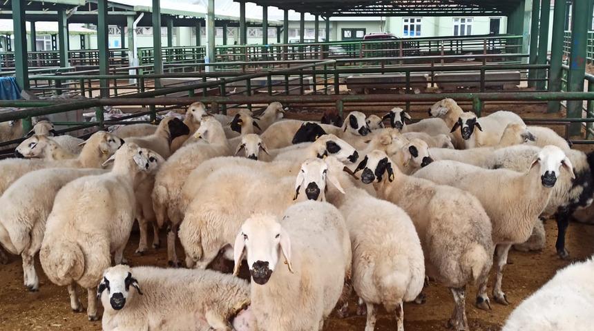 Kurban Bayramı'ndan beri bekliyorlarmış! 220 bin liralık dolandırıcılık