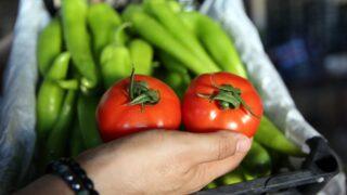 Türkiye’de yetişen domates ve biber 45 ülkeye ulaştırılıyor