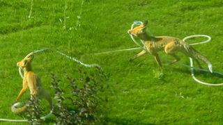 Gümüşhane'de ilginç görüntü! Tilki bahçeyi suladı