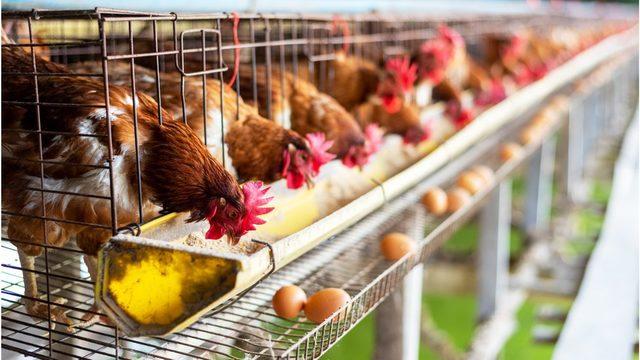 Azot krizi: Hollanda &ccedil;iftlik hayvanlarının sayısını y&uuml;zde 30 azaltmayı planlıyor 1