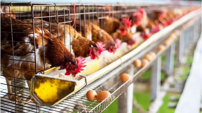 Azot krizi: Hollanda &ccedil;iftlik hayvanlarının sayısını y&uuml;zde 30 azaltmayı planlıyor