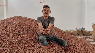 TMO duyurdu: Fındık üreticilerine ödemeler bugün!