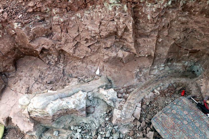 Çankırı'da fillerin atalarına ait 9 milyon yıllık uyluk kemiği ve diş bulundu G1