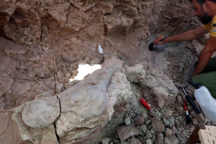 Çankırı'da fillerin atalarına ait 9 milyon yıllık uyluk kemiği ve diş bulundu G3