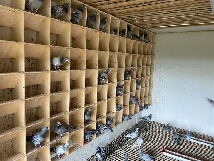 Posta güvercinlerine "Güvercin Oteli"nde 5 yıldızlı bakım G2