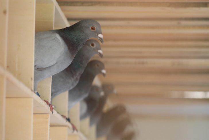 Posta güvercinlerine "Güvercin Oteli"nde 5 yıldızlı bakım G4