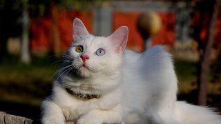 Helsinki Üniversitesi'nin 'Van kedisi' araştırmasına tepki: Bu unvanı asla kabul etmiyoruz