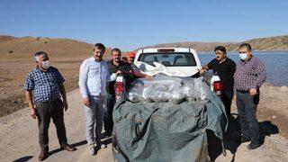 Kırıkkale'de baraj gölüne 100 bin pullu sazan yavrusu bırakıldı