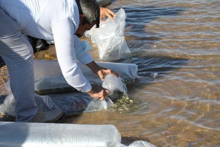 Kırıkkale'de baraj gölüne 100 bin pullu sazan yavrusu bırakıldı G2