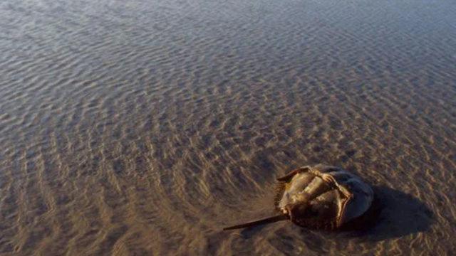 500 milyon yıllık, devasa yüzen kafa fosili bulundu