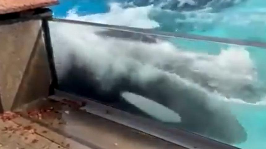 Kahreden görüntü! 10 yıldır yalnız, 42 yıldır esaret altındaki balina intihara kalkıştı