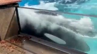 Kahreden görüntü! 10 yıldır yalnız, 42 yıldır esaret altındaki balina intihara kalkıştı