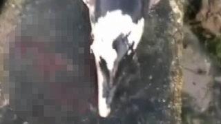 Bursa’da korkunç olay! Yunus balığı boynundan vurulmuş halde bulundu