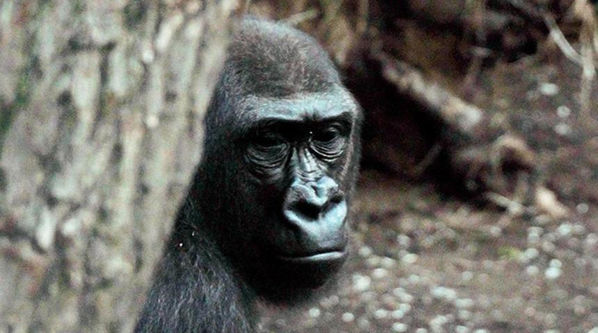 ABD'de 13 goril koronavirüse yakalandı