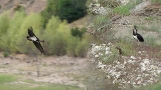 Türkiye'de nadir görülüyor! Kara leylekler Sivas'ta ortaya çıktı