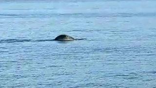 Gören telefona sarıldı! Görüntülediği foka 'Gel bili bili' diye seslendi