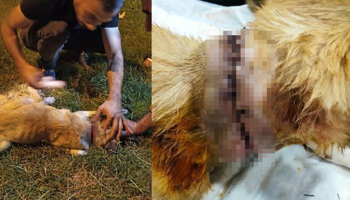 Vatandaşların dikkatiyle hayata tutundu! Sokak köpeğinin boğazını kestiler