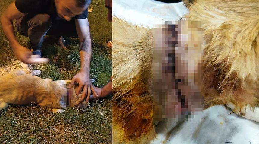 Vatandaşların dikkatiyle hayata tutundu! Sokak köpeğinin boğazını kestiler