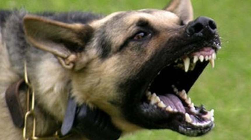 6 bin nüfuslu ilçede kuduz paniği