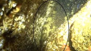 Marmara'da yıllar sonra orfoz balığı görüldü: Bu tespit Türkiye'de önemli bir milat