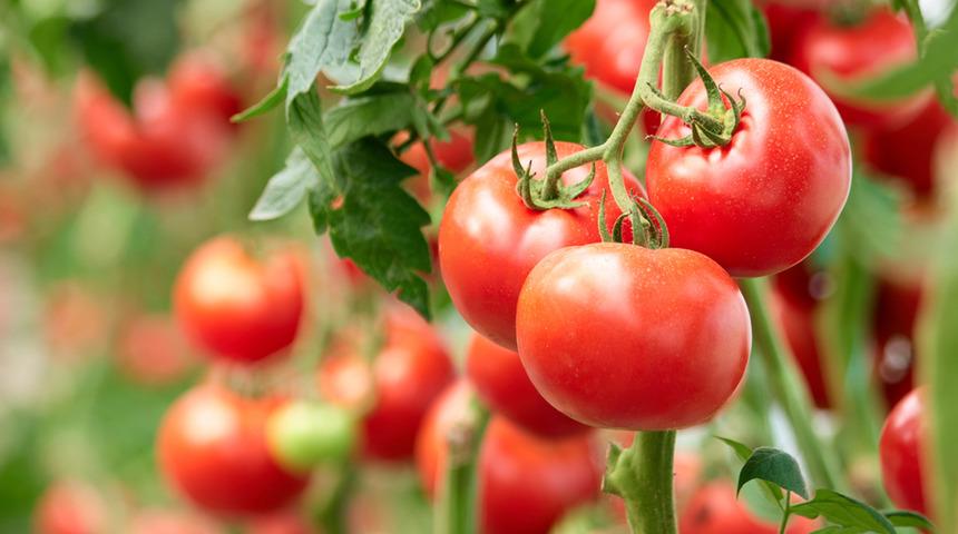 Domates, rahim kanserini önlüyor