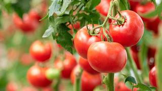 Domates, rahim kanserini önlüyor