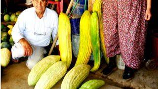 Susuz tarladan, devasa acur yetiştirdi