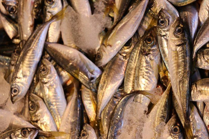 Av sezonunun açılmasıyla balıkçı tezgahları Bolu ve Karabük'te de şenlendi G3