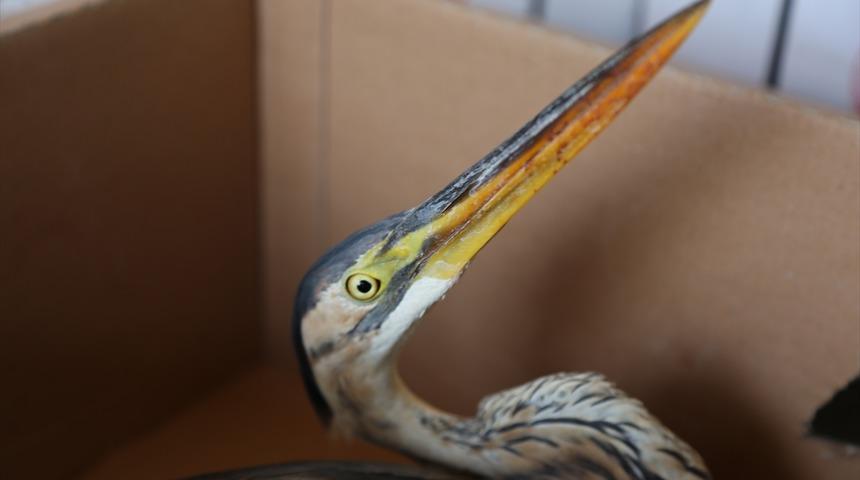 Konya'da yaralı bulunan balaban kuşu tedavi altına alındı