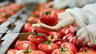 Koronavirüse karşı yenilebilen domates aşısı! İnsan deneylerine geçilecek
