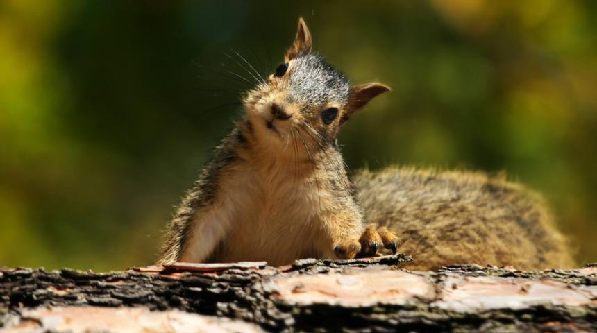 Sincapların insana benzeyen karakter özellikleri taşıdığı keşfedildi
