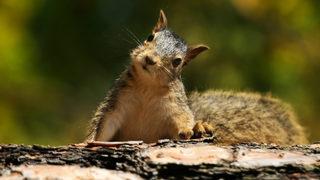 Sincapların insana benzeyen karakter özellikleri taşıdığı keşfedildi