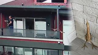 Samsun'da ilginç olay! Nesli tükenmekte olan kuş sürüsü villaya daldı