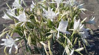 Nesli giderek tükeniyor! Kum zambaklarını koparmanın cezası araba parası