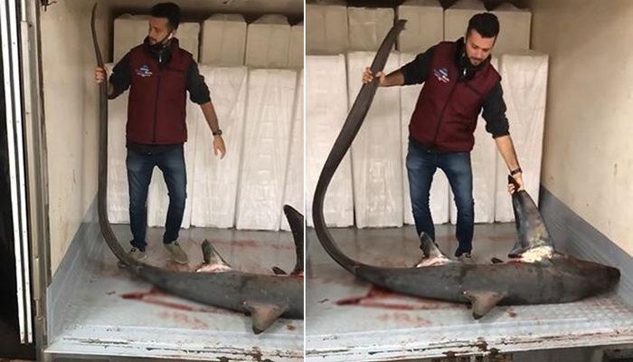 Marmara Denizi'nde yakalanan köpek balığı şaşırttı! Boyu 4 metre