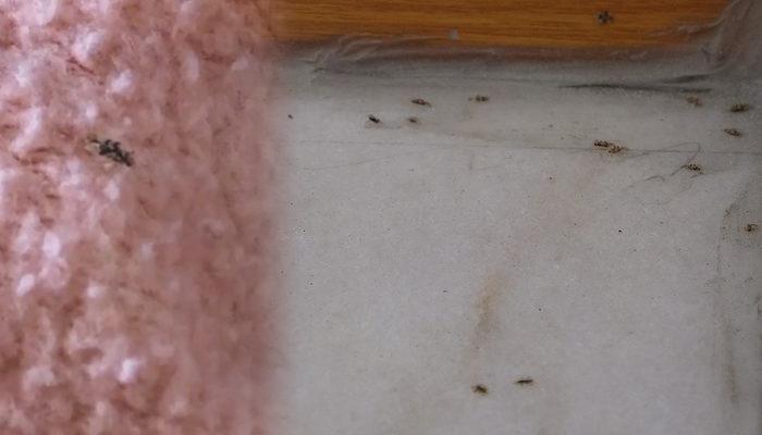 istanbul sultangazi de dantel bocegi istilasi yolda yururken ustumuze yapisiyor son dakika haberler