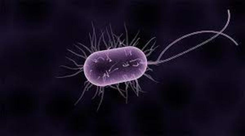 Mikrobun da faydalısı var