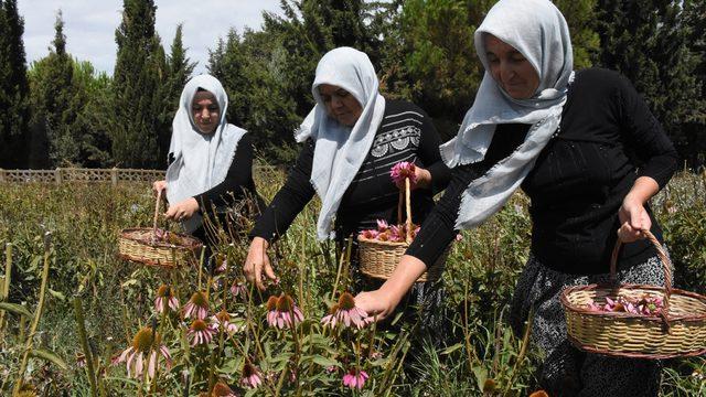 Daha önce adını bile duymamışlardı! 4 seferde 25 bin lira kazandılar