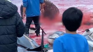 Korkunç! Faroe Adaları'ndaki çocuklar 1500 yunusun katledilmesini izledi
