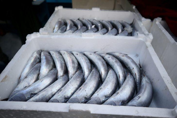 Düzce'de balıkçılar limana binlerce palamutla döndü G2