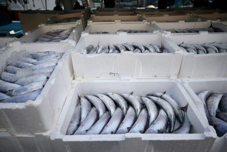 Düzce'de balıkçılar limana binlerce palamutla döndü G3