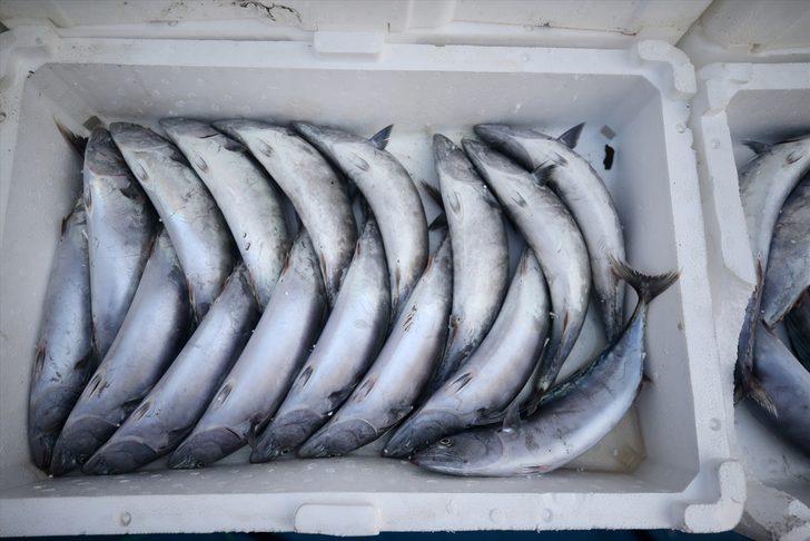 Düzce'de balıkçılar limana binlerce palamutla döndü G4