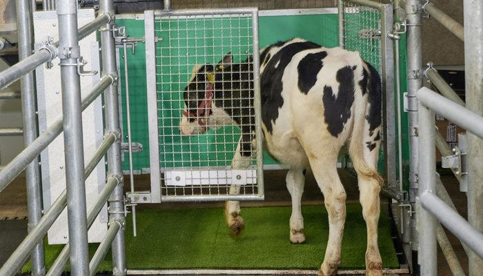 Alman bilim insanları sera gazı emisyonunu azaltmak için ineklere tuvalet eğitimi verildi