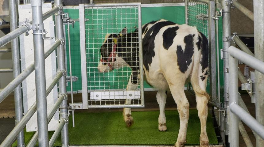 Alman bilim insanları sera gazı emisyonunu azaltmak için ineklere tuvalet eğitimi verildi