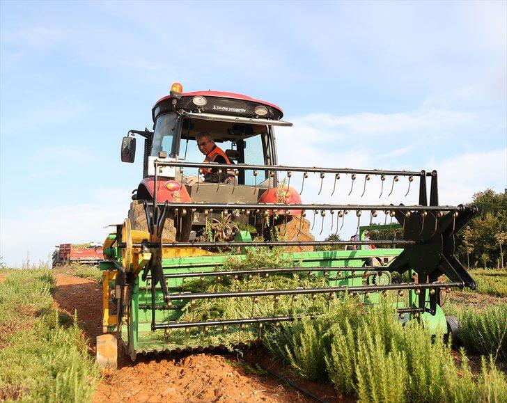 Sakarya'da belediyenin yetiştirdiği tıbbi ve aromatik bitkiler ihracat yolunda G1