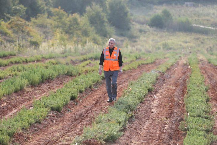 Sakarya'da belediyenin yetiştirdiği tıbbi ve aromatik bitkiler ihracat yolunda G3