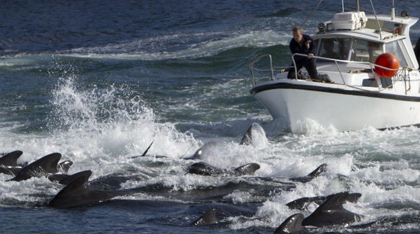 Danimarka'ya bağlı Faroe Adaları'nda geleneksel avda öldürülecek yunusların sayısı 500'le sınırlandırıldı