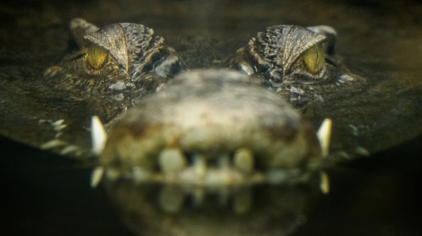 Binlerce yıllık! Timsahın midesinden çıkan şaşkına çevirdi