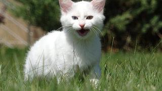 Helsinki Üniversitesinin Van kedisi açıklamasına tepki