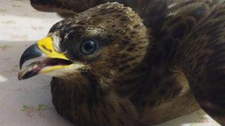 Yolu şaşıran şahin eve daldı! Önce yere düşürdü, sonra tüm odaları dolaştı